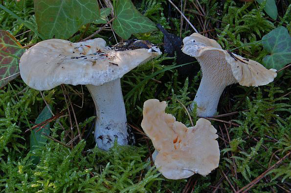 Hydnum repandum, prosenjak