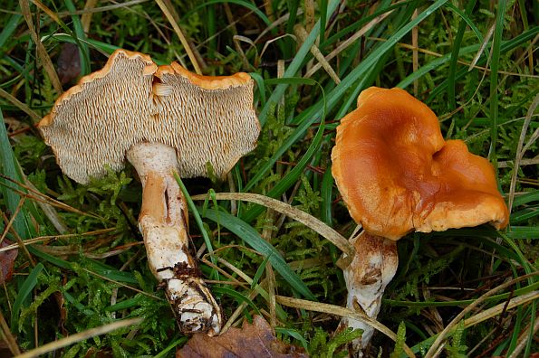 Hydnum rufescens, crvenkasti prosenjak