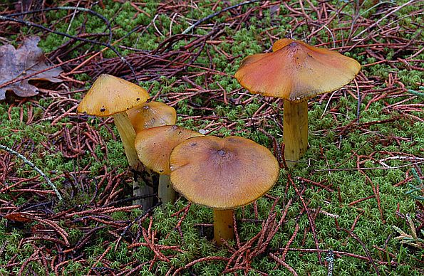 Hygrocybe conica, stožasta vlažnica