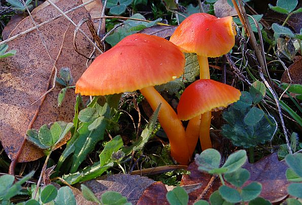 Hygrocybe mucronella, gorka vlažnica