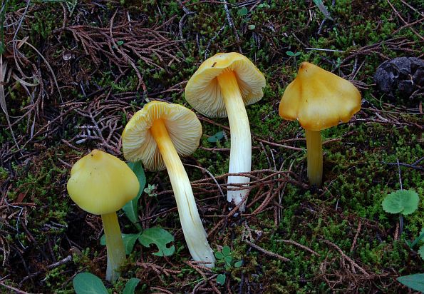 Hygrocybe persistens, Hygrocybe acutoconica, postojana vlažnica