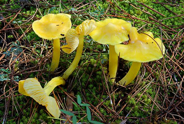 Hygrocybe persistens var. langei, langeova vlažnica