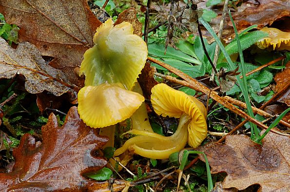 Hygrocybe psittacina, papagajska vlažnica