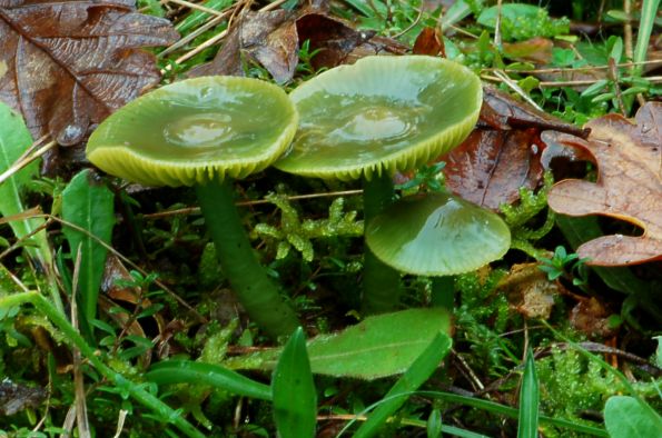 Hygrocybe psittacina, papagajska vlažnica