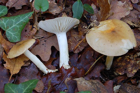 Hygrophorus arbustivus, blaga puževica