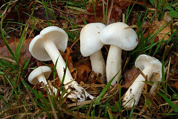 Hygrophorus arbustivus, blaga puževica