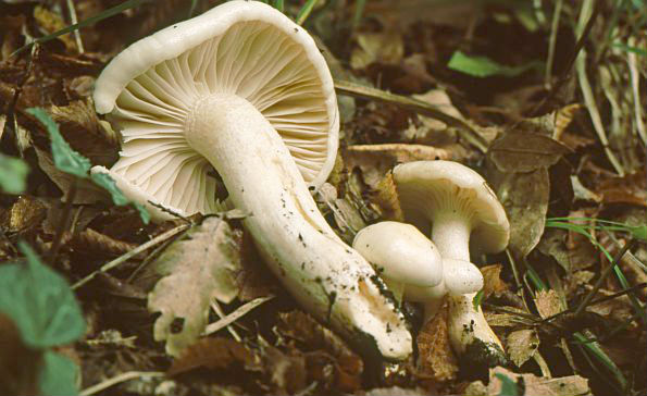 Hygrophorus eburneus, bjelokosna puževica