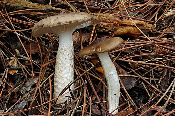 Hygrophorus latitabundus, sluzava puževica