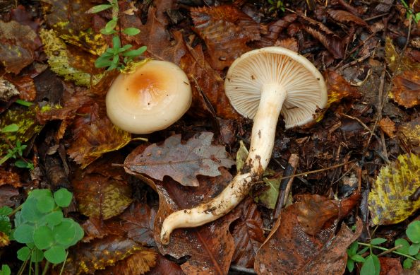 Hygrophorus lindtneri, grabova puževica