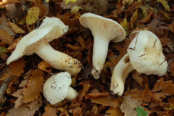 Hygrophorus penarius, suha puževica
