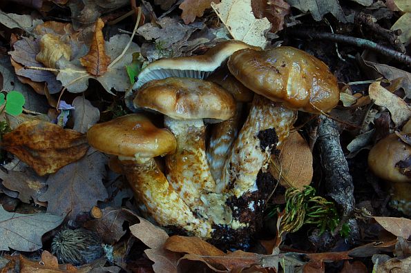 Hygrophorus persoonii, zmijolikonoga puževica, dvobojna puževica