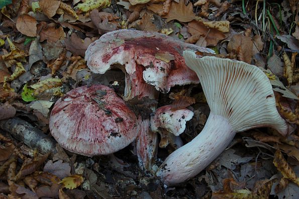 Hygrophorus russula, medena puževica