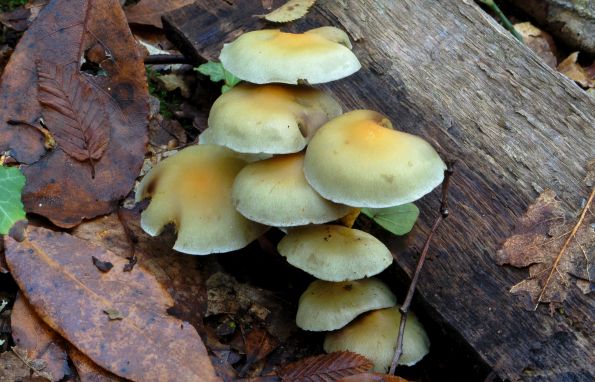 Hypholoma fasciculare, sumporača