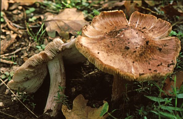 Inocybe adaequata, primjerena cjepača