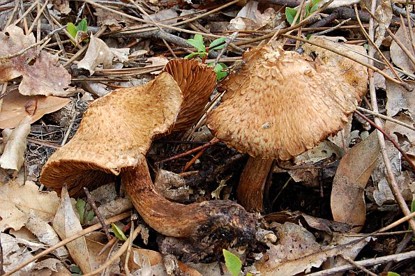 Inocybe bongardii, bongardijeva cjepača