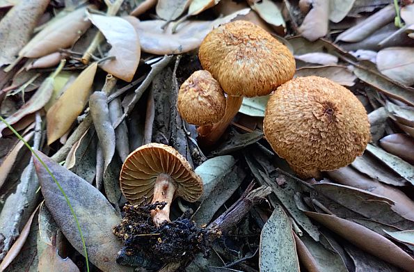 Inocybe cervicolor, jelenska cjepača