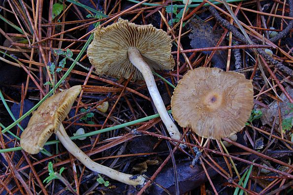 Inocybe dulcamara, slatastokogorka cjepača