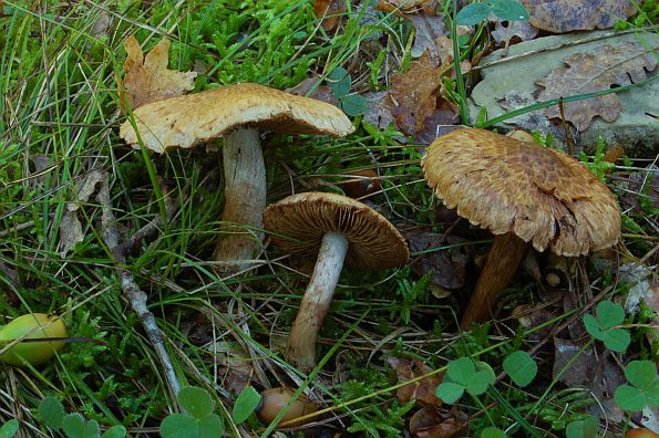 Inocybe fraudans, mirisna cjepača