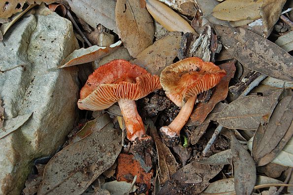 Inocybe godeyi, godeyeva cjepača, crvenkasta cjepača