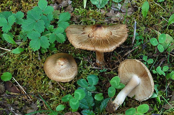 Inocybe rimosa, ušiljena cjepača