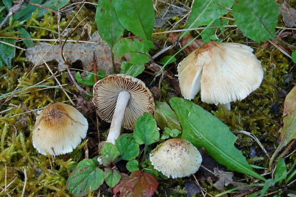 Inocybe rimosa, ušiljena cjepača