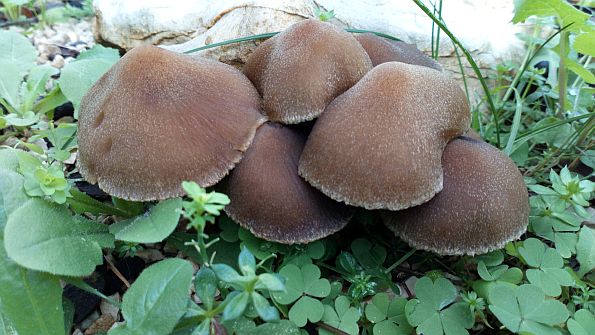 Lacrymaria lacrymabunda, suzna slabunjavka