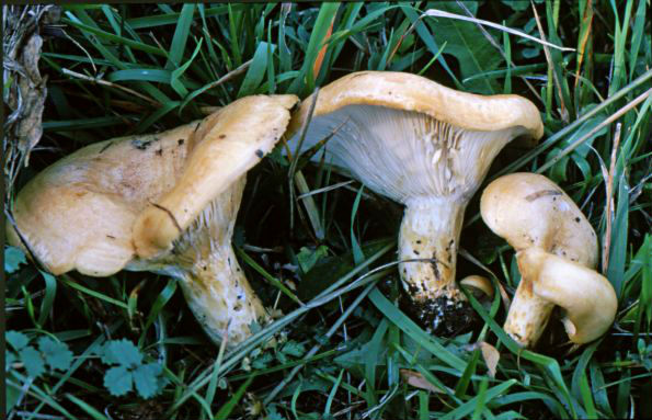 Lactarius acerrimus, trpka mliječnica