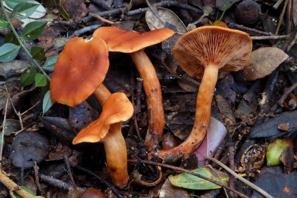 Lactarius atlanticus, atlantska mliječnica
