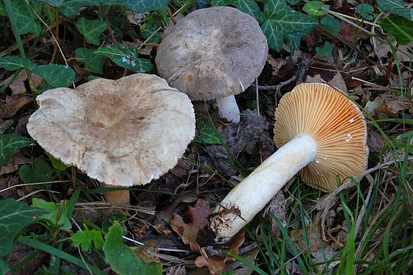 Lactarius azonites, bezpojasna mliječnica