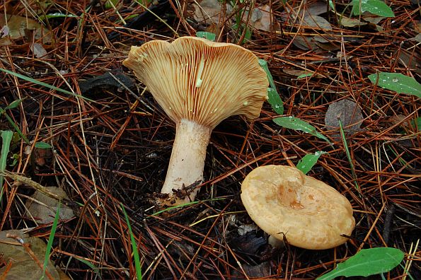 Lactarius chrysorrheus, lažna rujnica