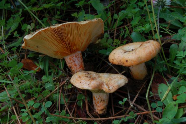 Lactarius deliciosus, plemenita rujnica