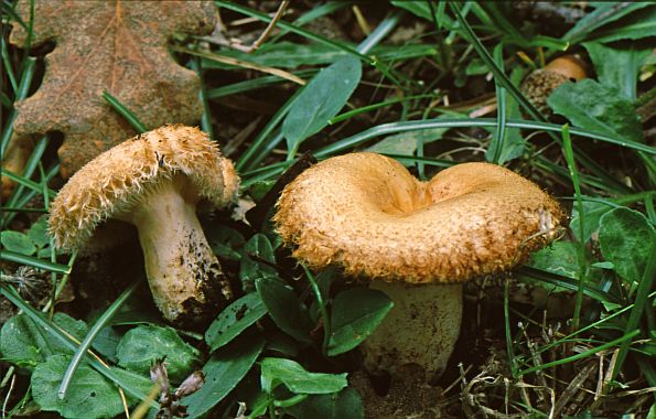 Lactarius mairei, maireova mliječnica