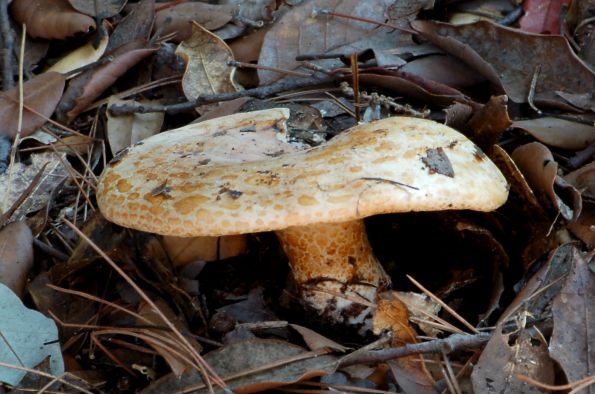 Lactarius mediterraneensis, maireova mliječnica