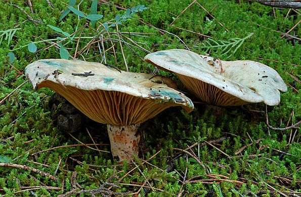 Lactarius sanguifluus, vrsovnica, krvna rujnica