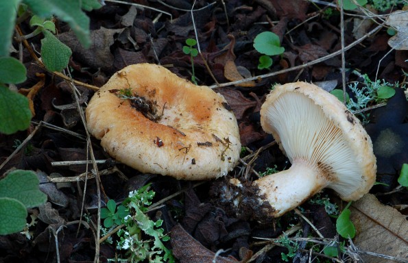 Lactarius tesquorum, bušinova mliječnica