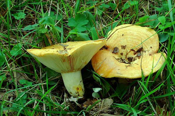 Lactarius zonarius, pojasasta mliječnica