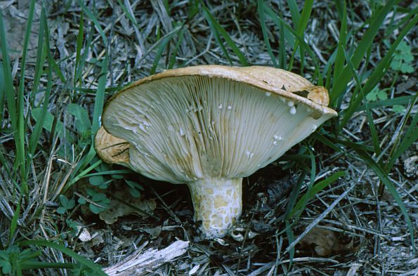 Lactarius zonarius f scrobipes, pojasastojamičasta mliječnica