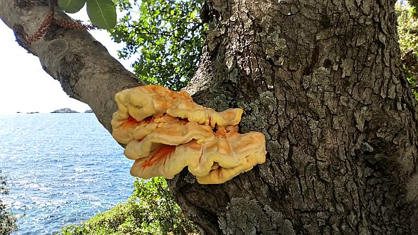 Laetiporus sulphureus, žuti kruh