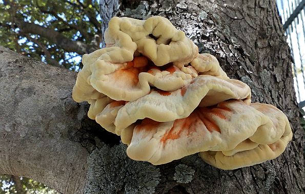 Laetiporus sulphureus, žuti kruh