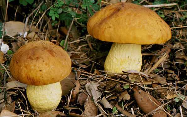 Leccinum lepidum, fini djed, nježan hrapavac