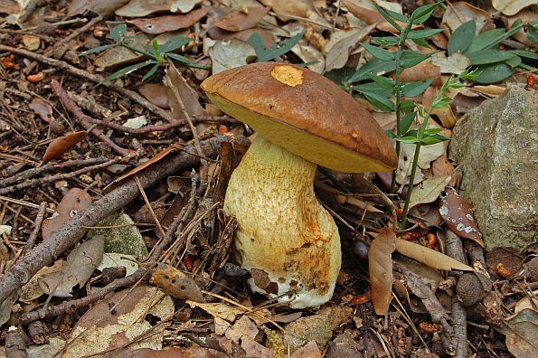 Leccinum lepidum, fini djed, nježan hrapavac