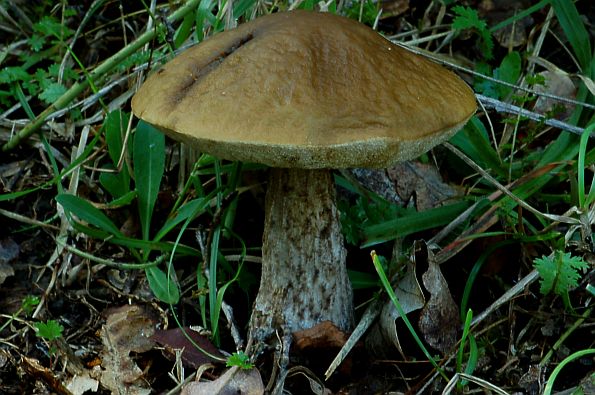 Leccinum pseudoscabrum, leccinum carpini,grabov djed