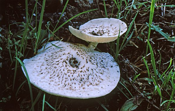 Lentinus tigrinus, tigrasta pilašica, tigrasta busenjača