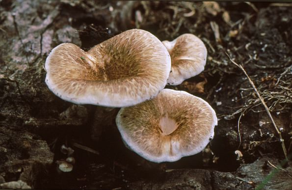 Lentinus tigrinus, tigrasta pilašica, tigrasta busenjača