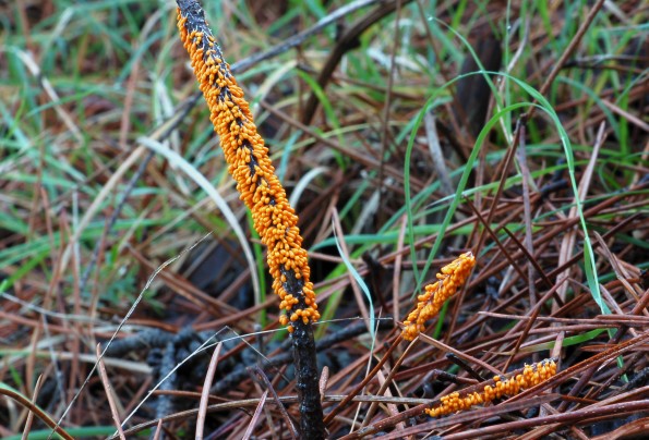Leocarpus fragilis, narančasta sluznjača