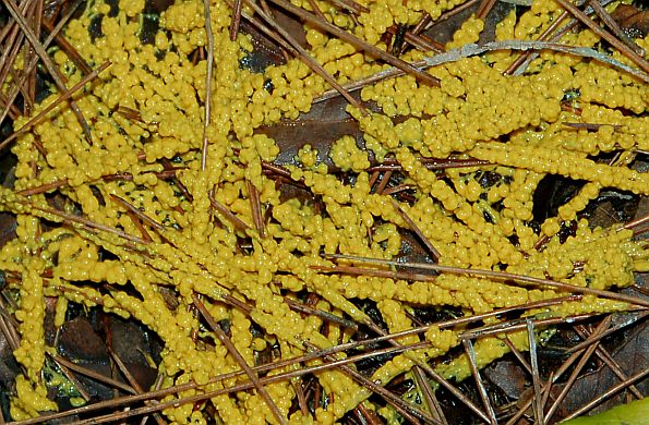 Leocarpus fragilis, narančasta sluznjača