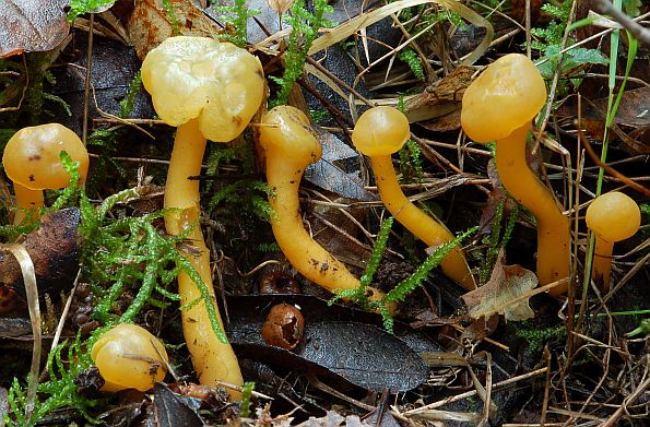 Leotia lubrica, glatka capica, žuti čavlić