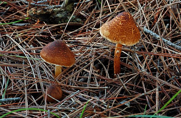 Lepiota castanea, kestenjasta štitarka