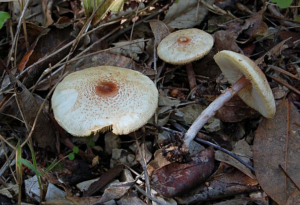 Lepiota cristata, haringača, smrdljiva štitarka