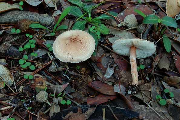 Lepiota helveola, mesnatocrvenkasta štitarka